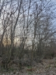 Bugyi 公关公寓 1