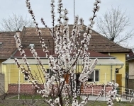 Budapest XV. kerület Ikerház 7