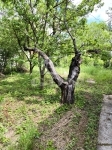 Budakeszi Nyaraló 11