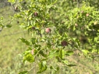 Zalaegerszeg 夏季别墅 31
