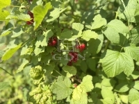 Böde Wohngrundstück 6