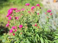 Babosdöbréte 家庭别墅 32