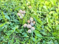 Babosdöbréte 家庭别墅 37