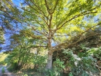 Babosdöbréte 家庭别墅 38