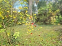 Zalavég 家庭别墅 19