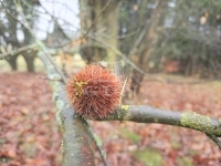 Gellénháza 家庭别墅 56