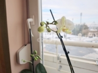 Zalaegerszeg Flat (brick) 15