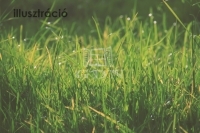 Székesfehérvár 土地 2