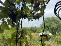 Lovasberény 农场 1