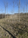 Mohács 农场 10