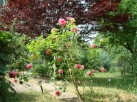 Érd Családi ház 8