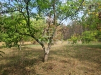 Nyárlőrinc Farm 12