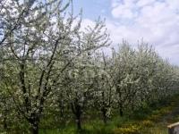 Kecskemét 农业区域 1