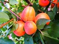 Kecskemét 农业区域 3