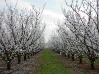 Kecskemét 农业区域 0