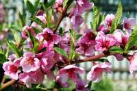 Kecskemét 农业区域 2