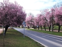 Eladó családi ház Tököl, 106m2