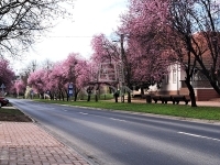 Tököl 家庭别墅 39