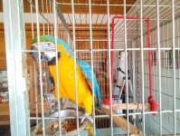 Mátyásdomb 家庭别墅 35